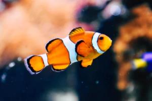 巴黎主场轻取对手，继续领跑法甲积分榜！